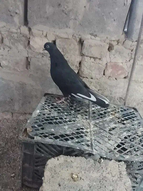 کبوتر|پرنده|نیمروز, |دیوار