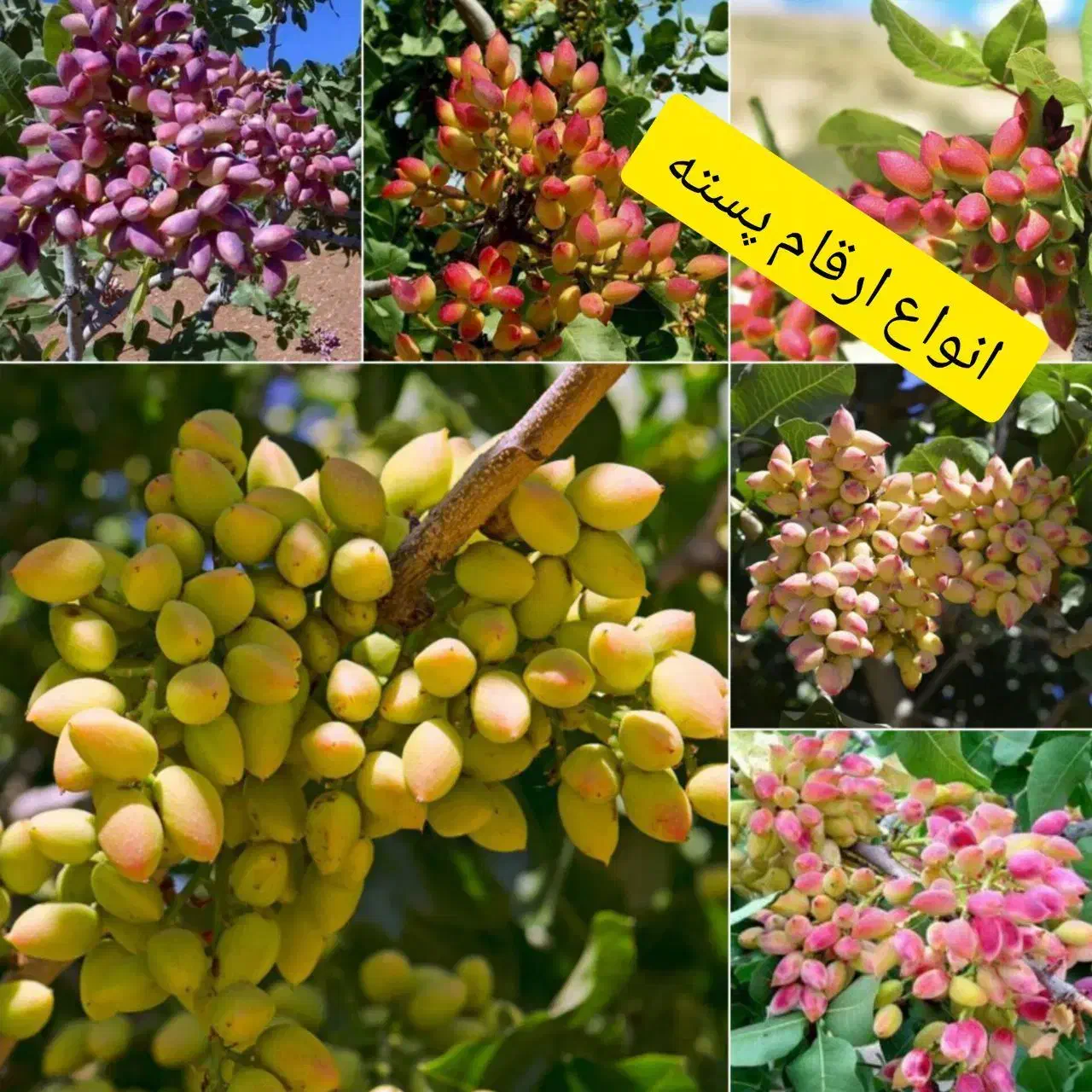 نهالستان سبزنهال انواع نهال های مثمر و غیر مثمر|خدمات باغبانی و درختکاری|مهریز, |دیوار