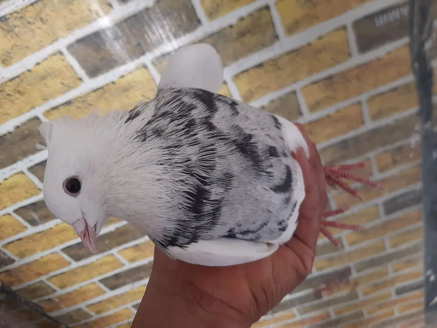 طوقی واشری نر بدون خال باسهره هم عوض میکنم|پرنده|نورآباد, |دیوار