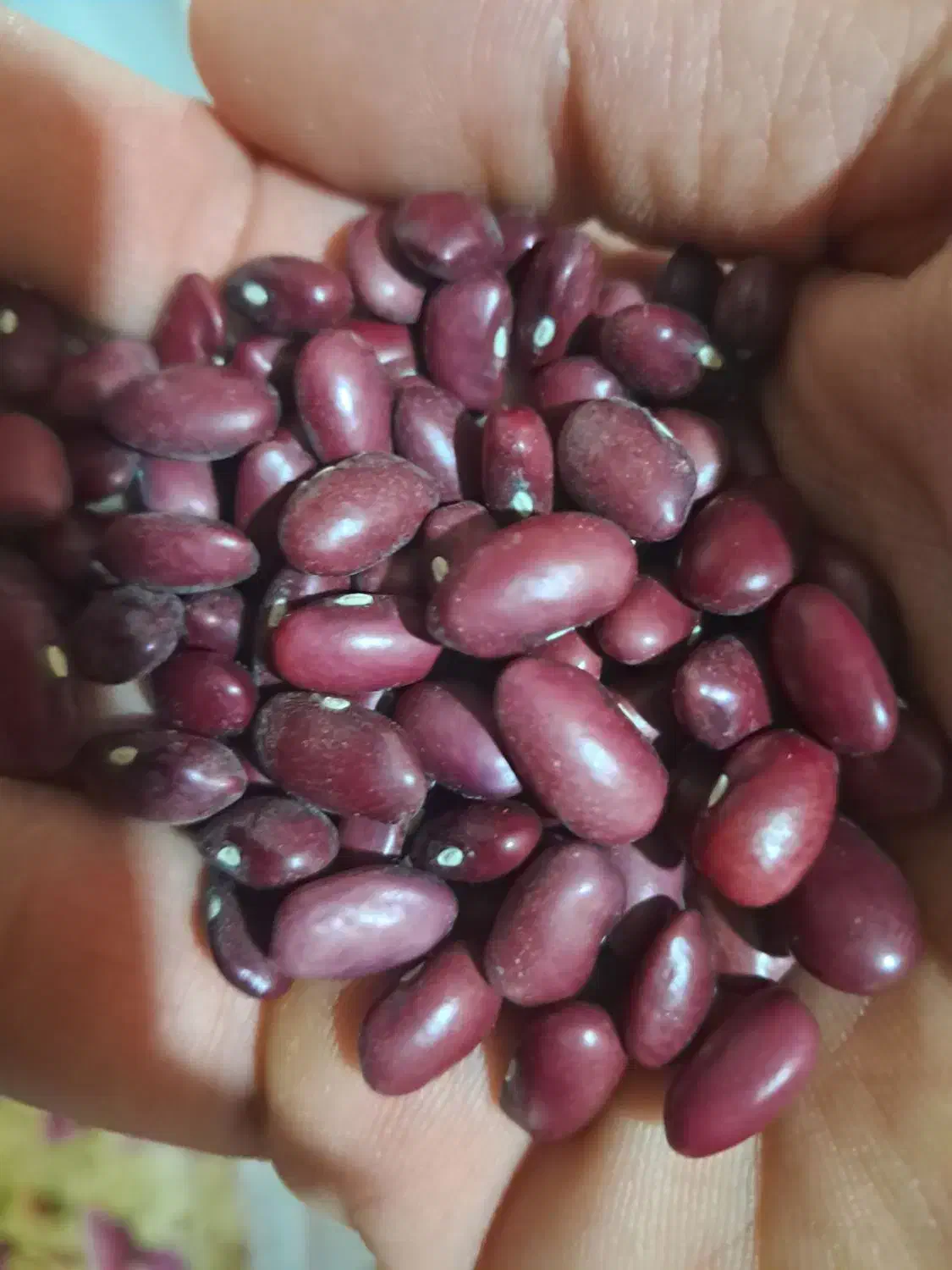 لوبیاقرمز رقم یاقوت|خوردنی و آشامیدنی|زنجان, |دیوار