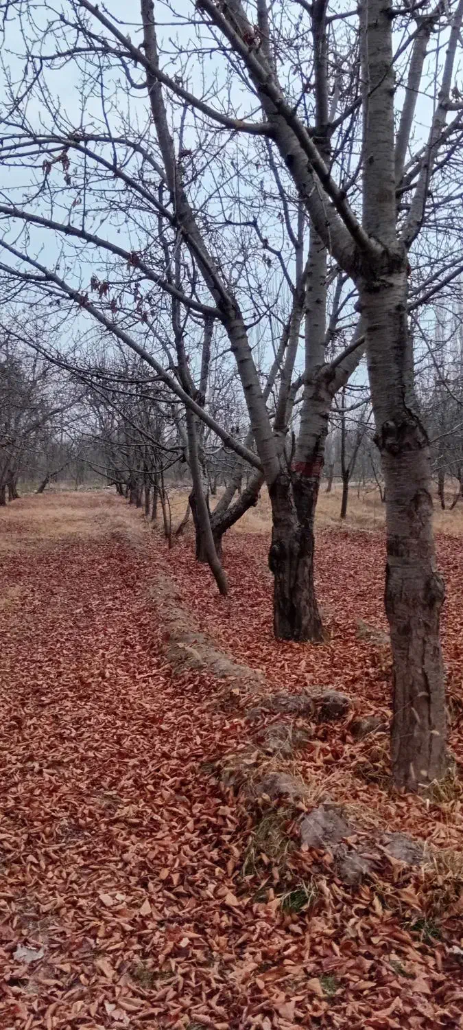 باغ گیلاس پر درآمد|فروش زمین و ملک کلنگی|فیرورق, |دیوار