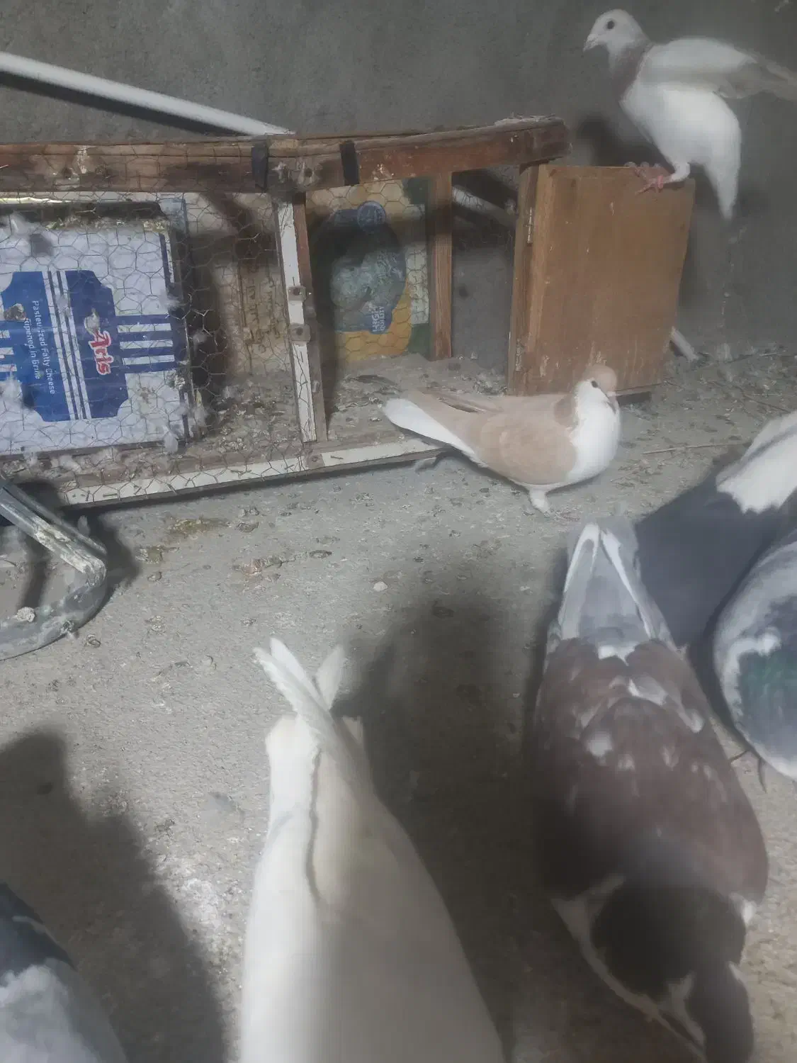 ساده زرد|پرنده|مشهد, انصار|دیوار