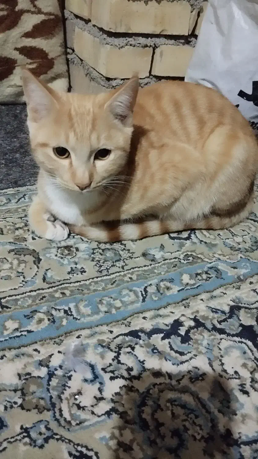 حیوانات مزرعه|گربه|گنبد کاووس, |دیوار