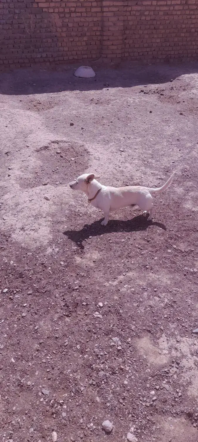 سلام سگ بازی گوش|سگ|سلیمان, |دیوار