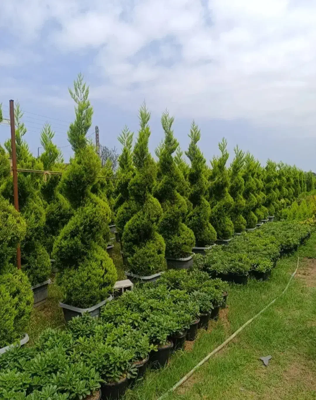 خدمات باغبانی کوددهی گلکاری هرسکاری باغچه کاری|خدمات باغبانی و درختکاری|شهریار, شهرک وائین|دیوار