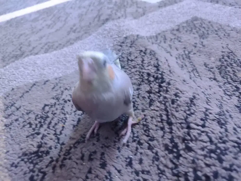 عروس هلندی|پرنده|بندرعباس, |دیوار