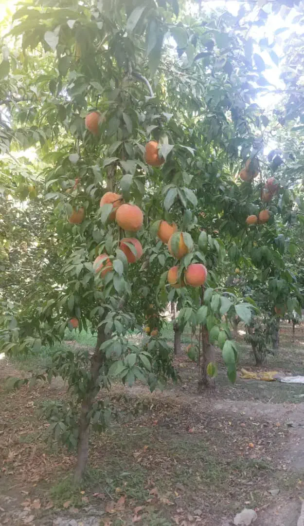 فروش باغ میوه|فروش زمین و ملک کلنگی|پیر بکران, |دیوار