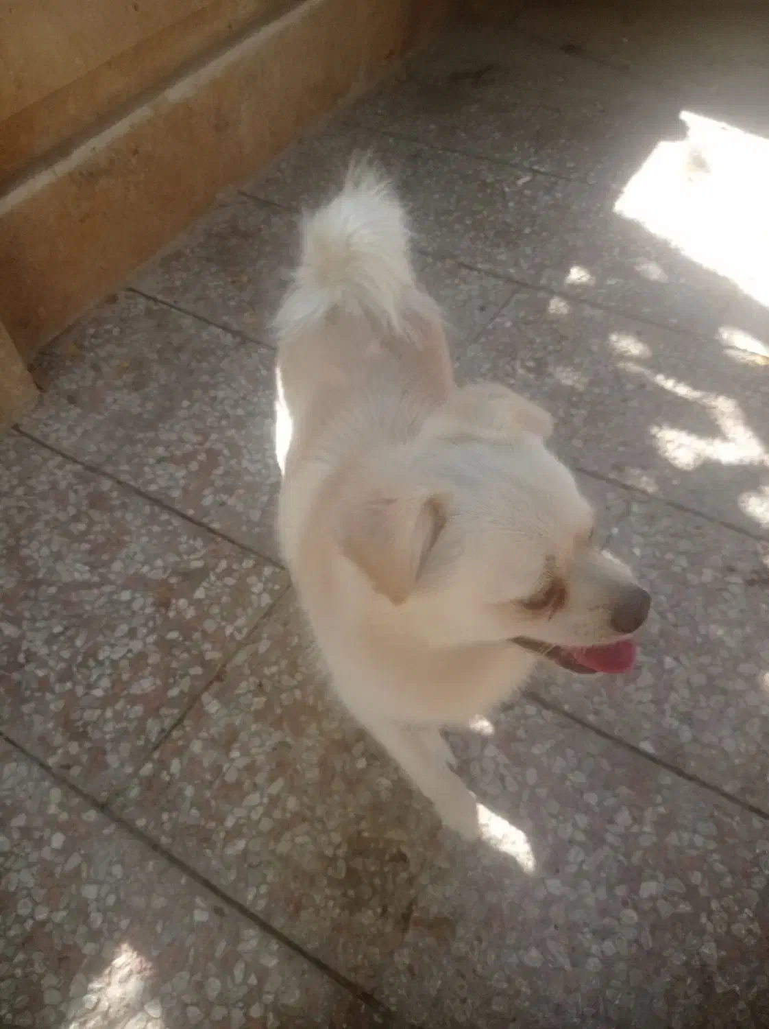 سگ پا کوتاه مهاوضه با پرنده|سگ|فردیس, سرحد آباد|دیوار