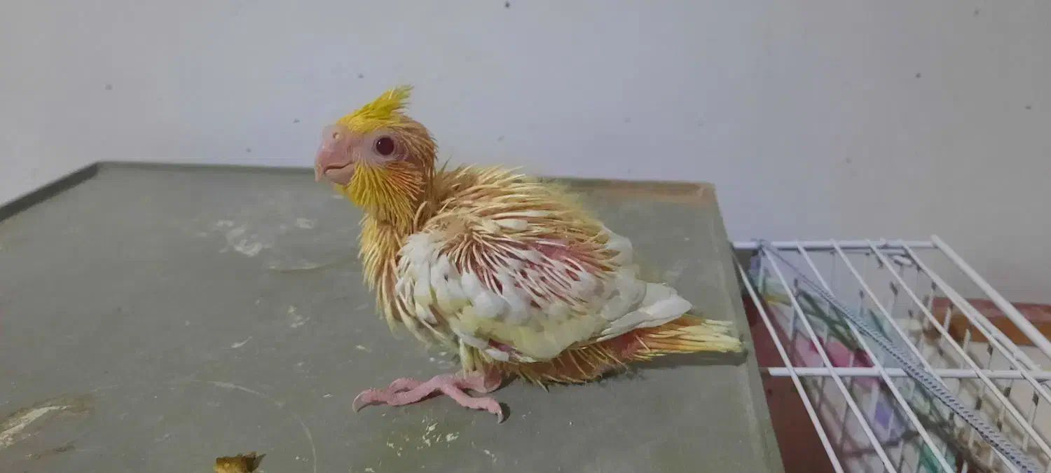 عروس هلندی سرلاکی|پرنده|کوه چنار, |دیوار