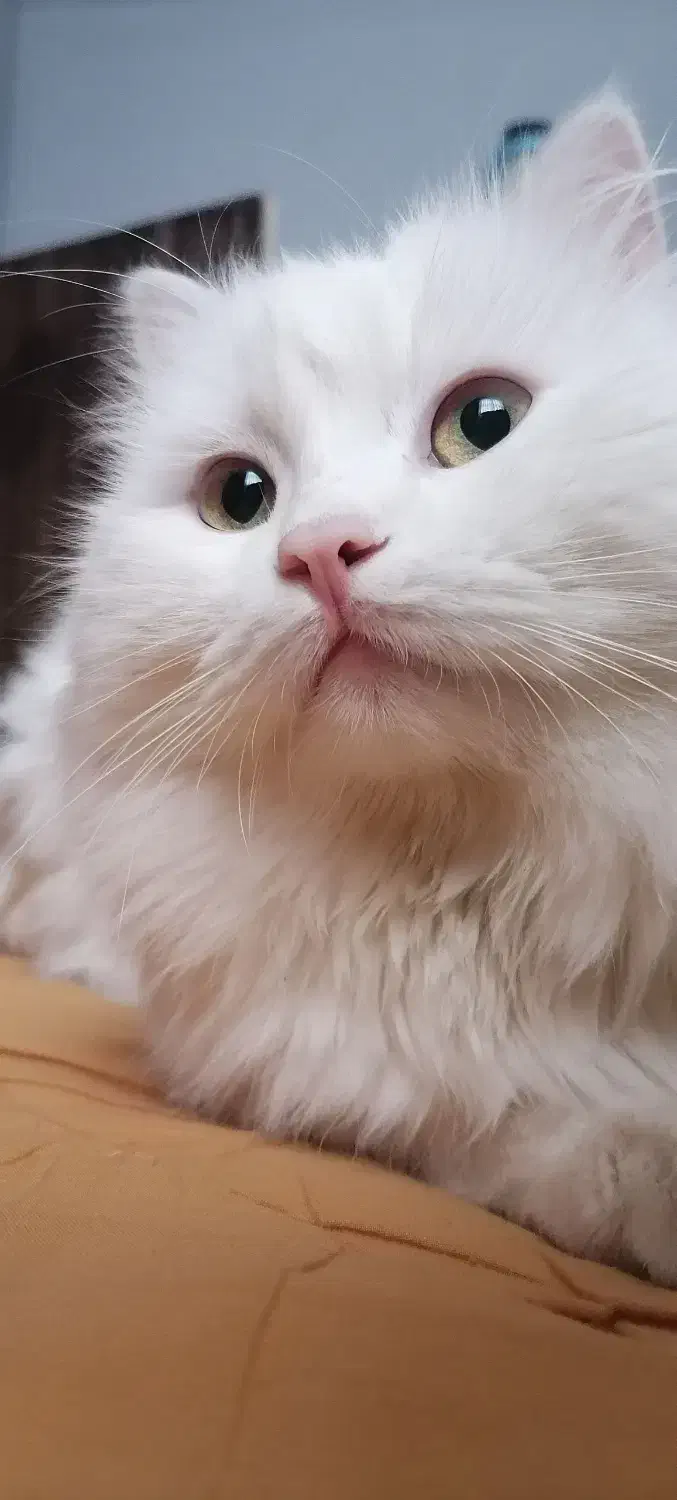 واگذاری گربه|گربه|کرمان, |دیوار