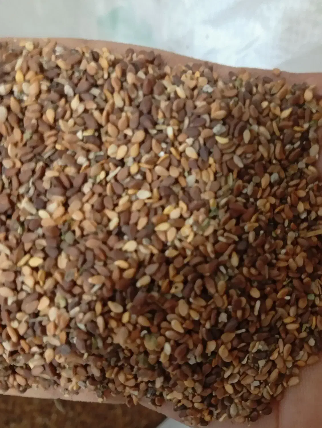 کنجد امسال|عمدهفروشی|بهبهان, |دیوار