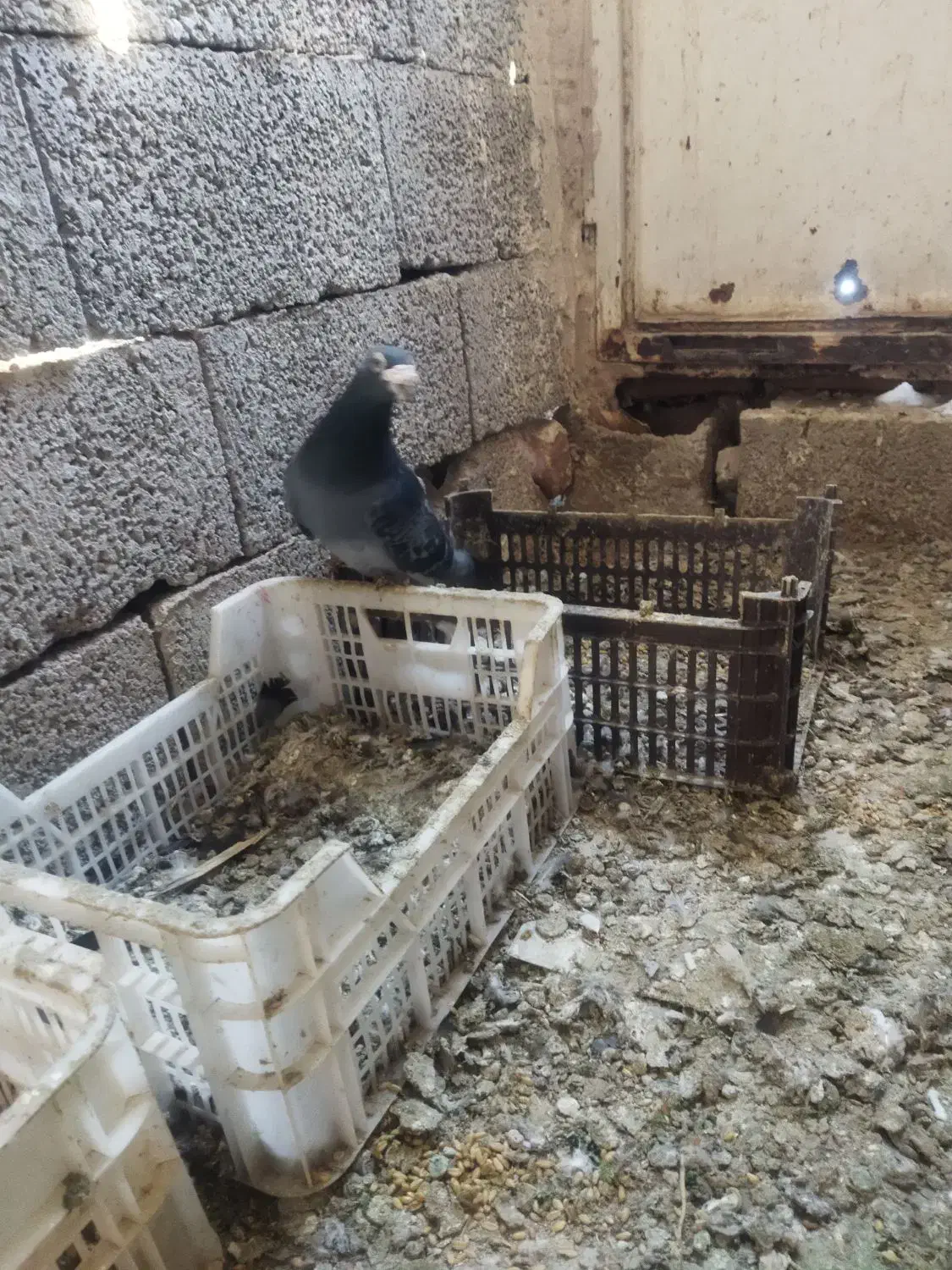 فروشی|پرنده|خسروشاه, |دیوار