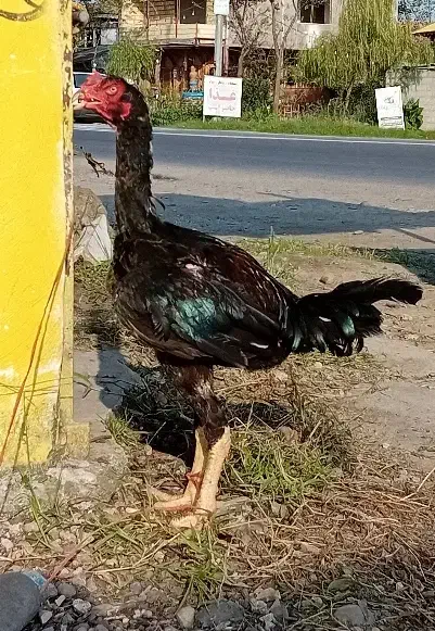 مرغ خروس لاری|حیوانات مزرعه|سنگر, |دیوار