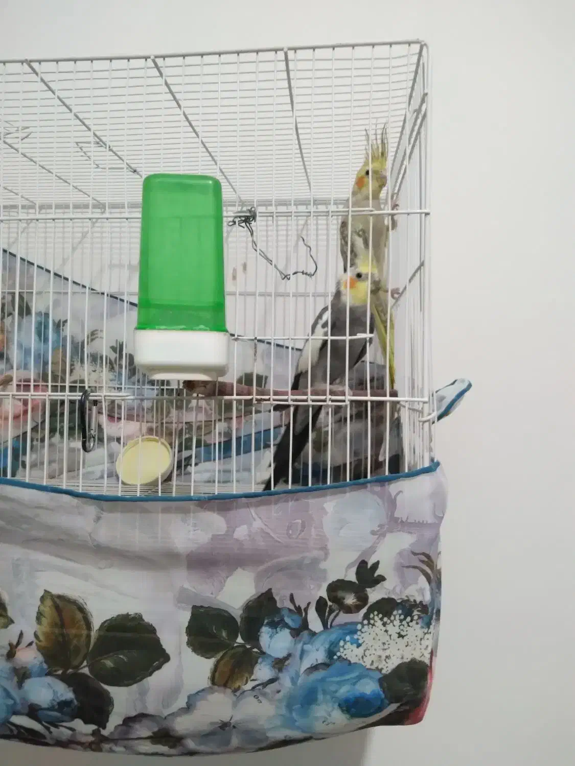 نروماده عروس هلندی به ضمانت همراه باجوجه|پرنده|تربت‌حیدریه, آغوی|دیوار