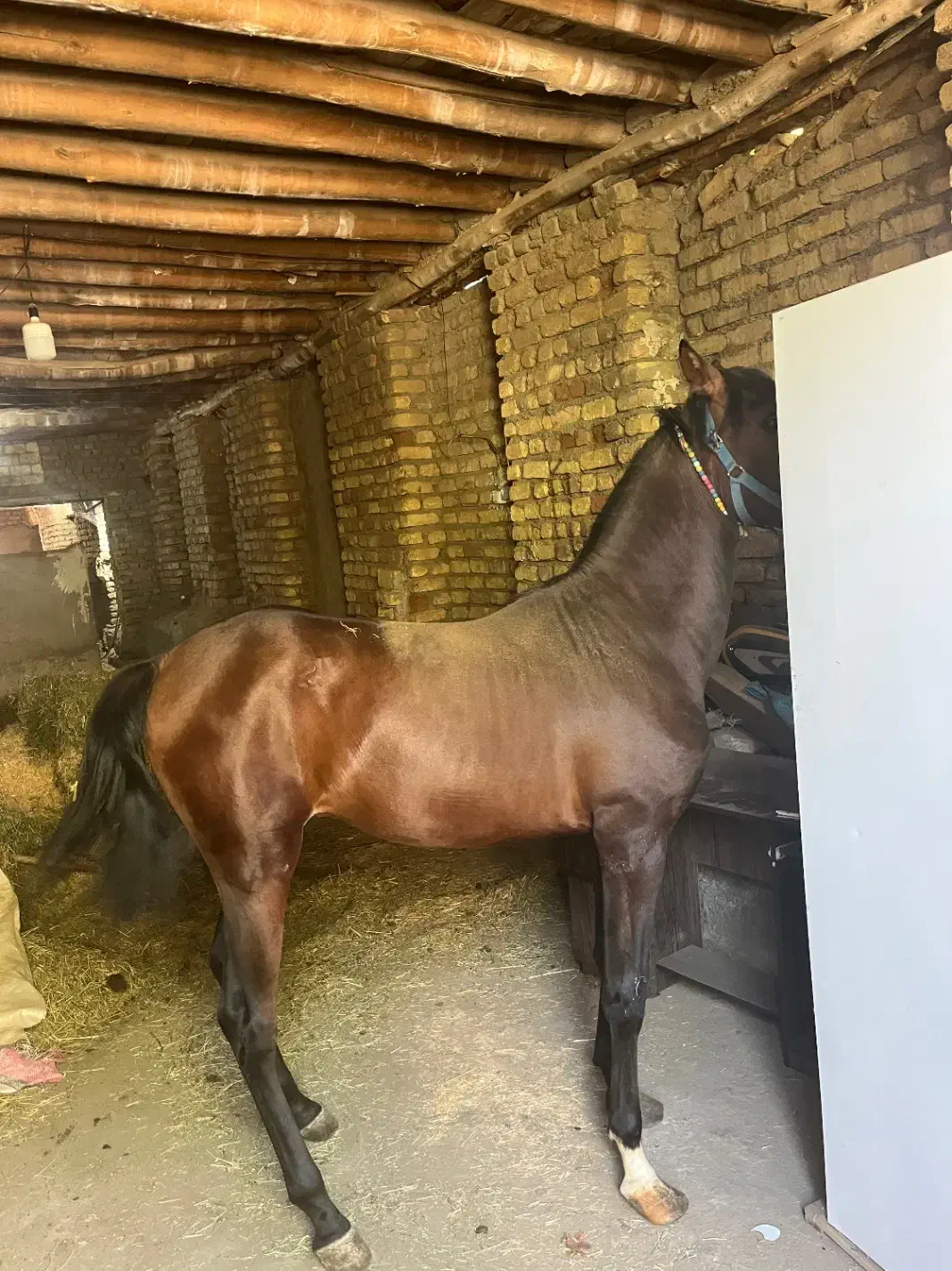 کره اسب نریان درجه ۱|اسب و تجهیزات اسبسواری|شازند, |دیوار