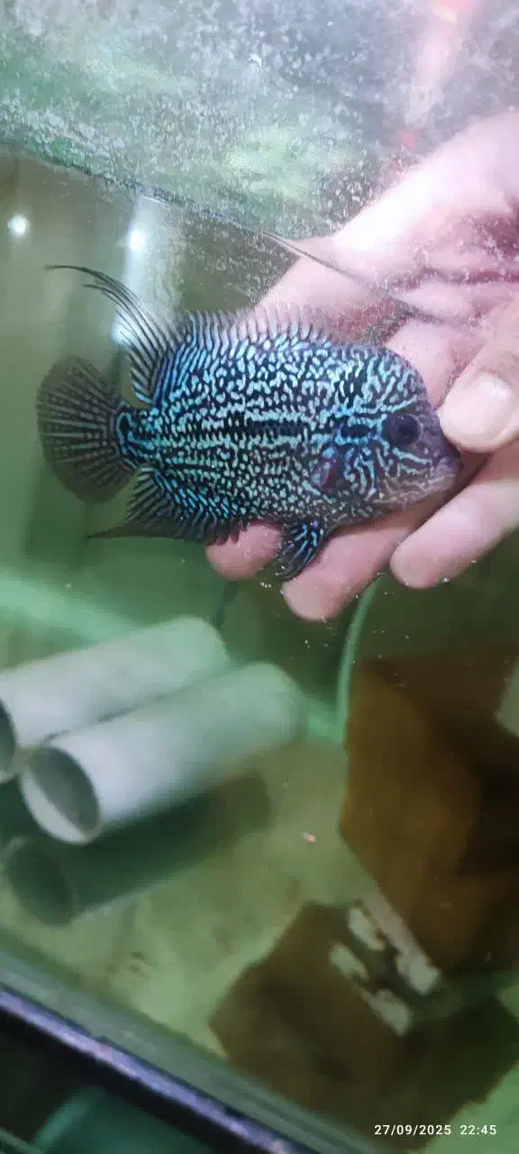 ماهی فلاور|ماهی|اصفهان, بهارستان|دیوار