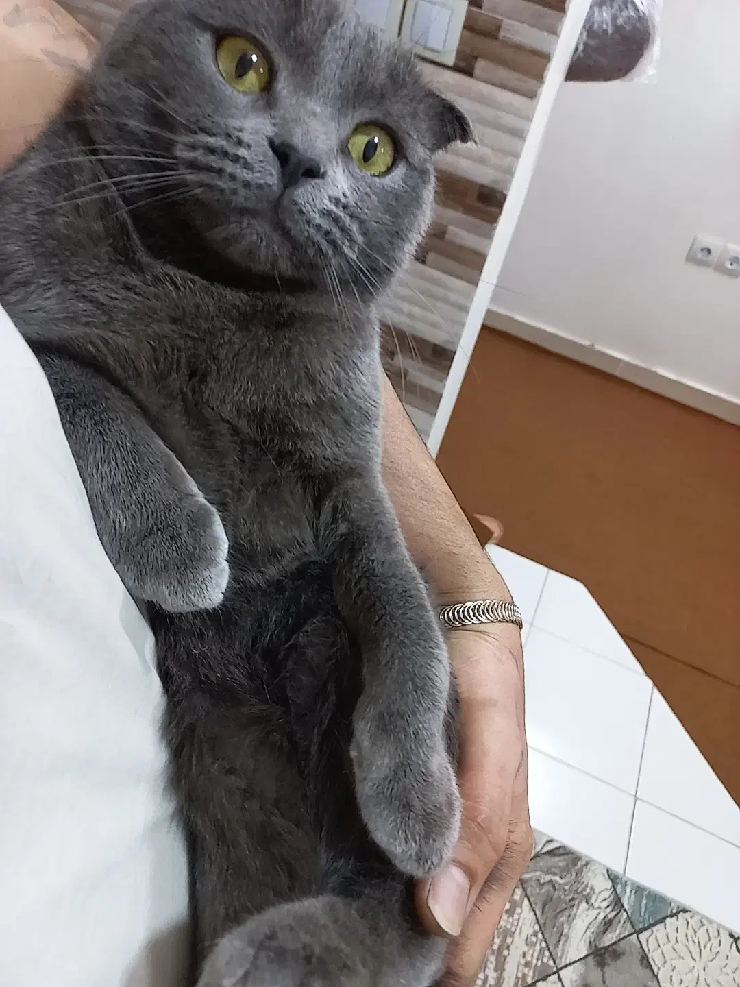 گربه جفت گیری نر|گربه|باسمنج, |دیوار