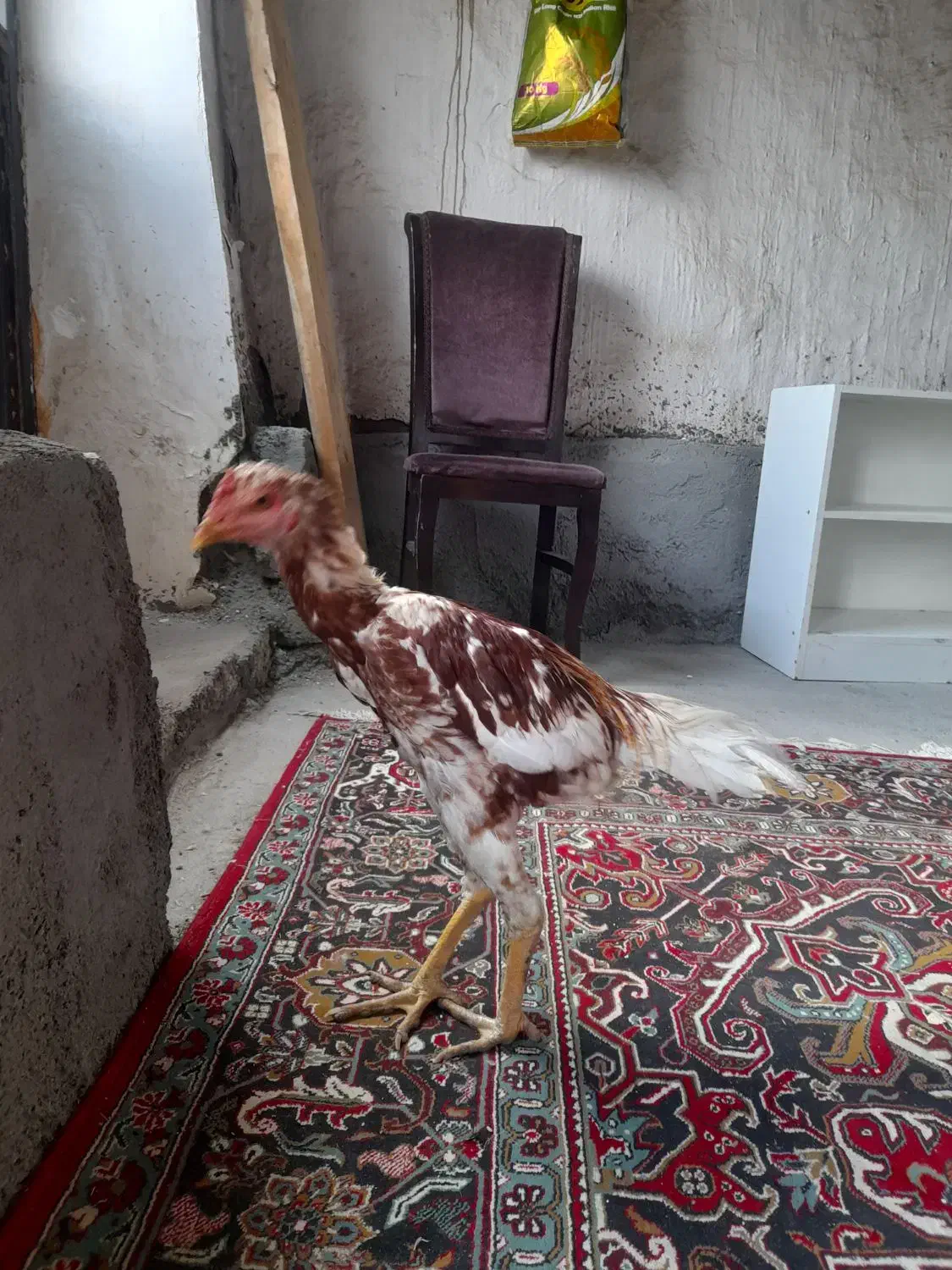 جوجه لاری ۵ماهه|حیوانات مزرعه|نوشین شهر, |دیوار