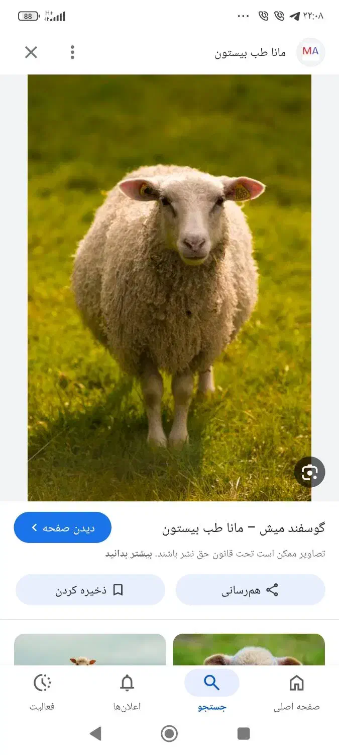 میش چاق|حیوانات مزرعه|شهر بابک, |دیوار