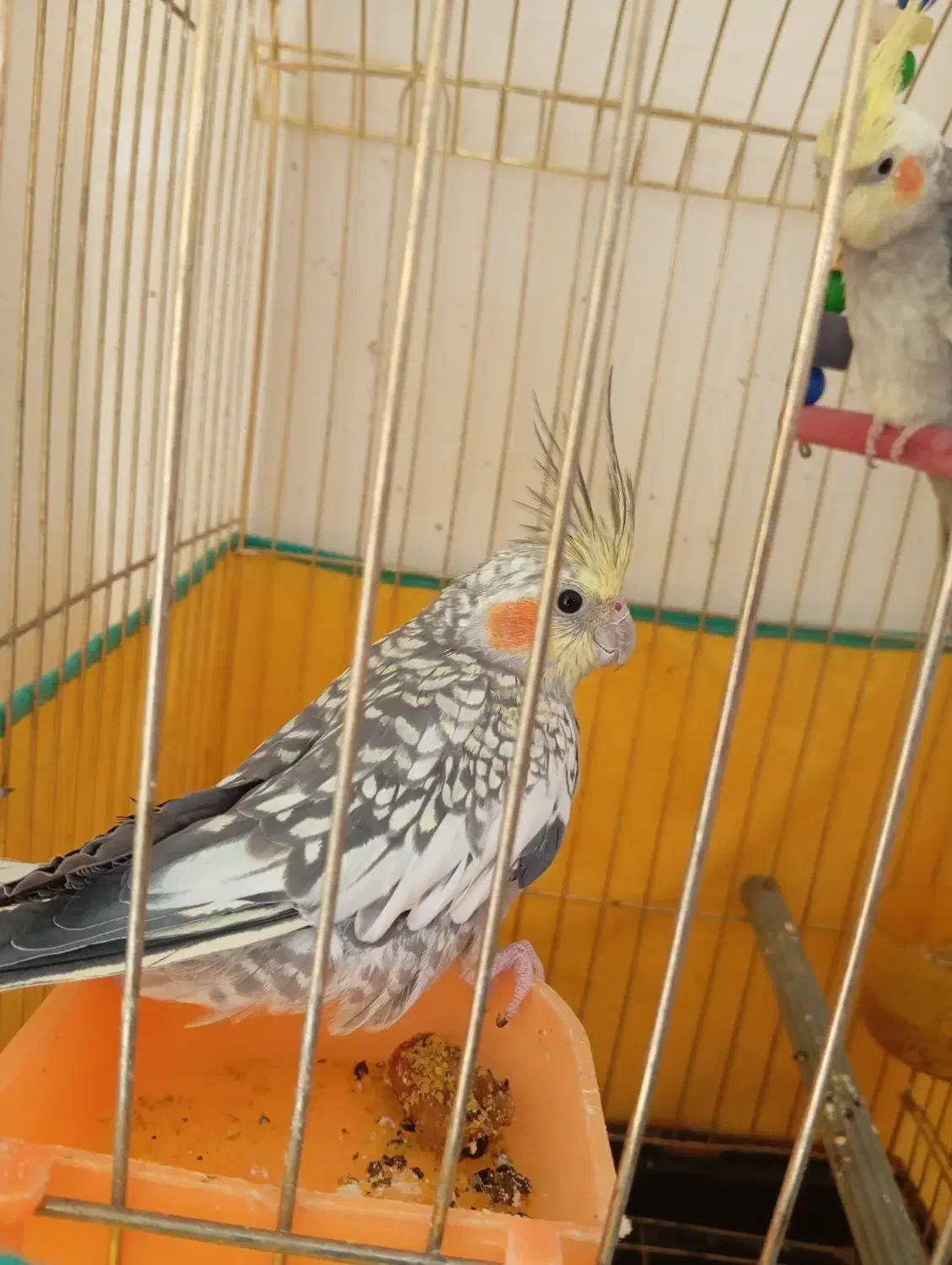 عروس هلندی نر و ماده سخنگو معاوضه با انگشتر|پرنده|بروجرد, |دیوار