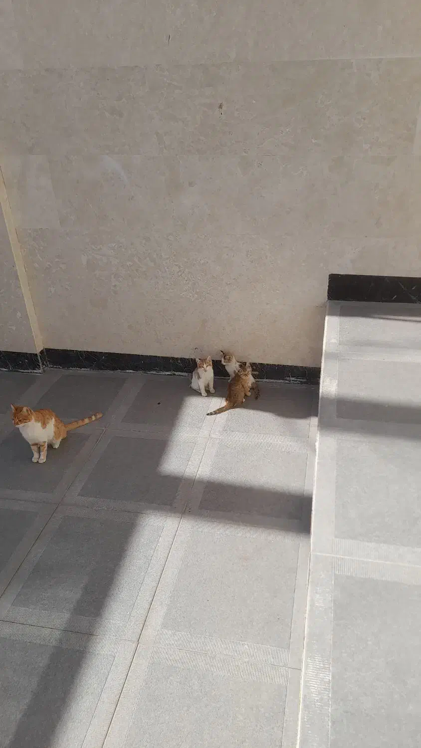 واگذاری مجانی بچه گربه|گربه|آباده, |دیوار