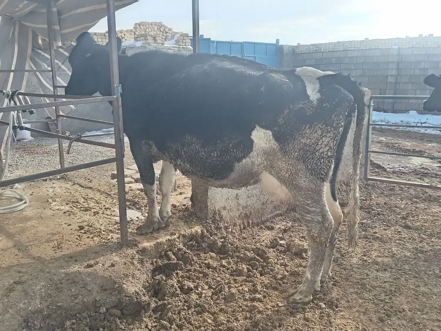 گاو|حیوانات مزرعه|تیران, |دیوار