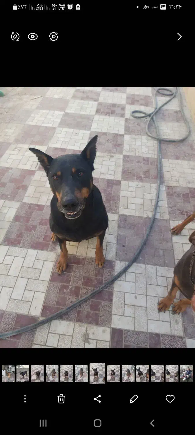 دوبرمن|سگ|کرج, خرمدشت|دیوار