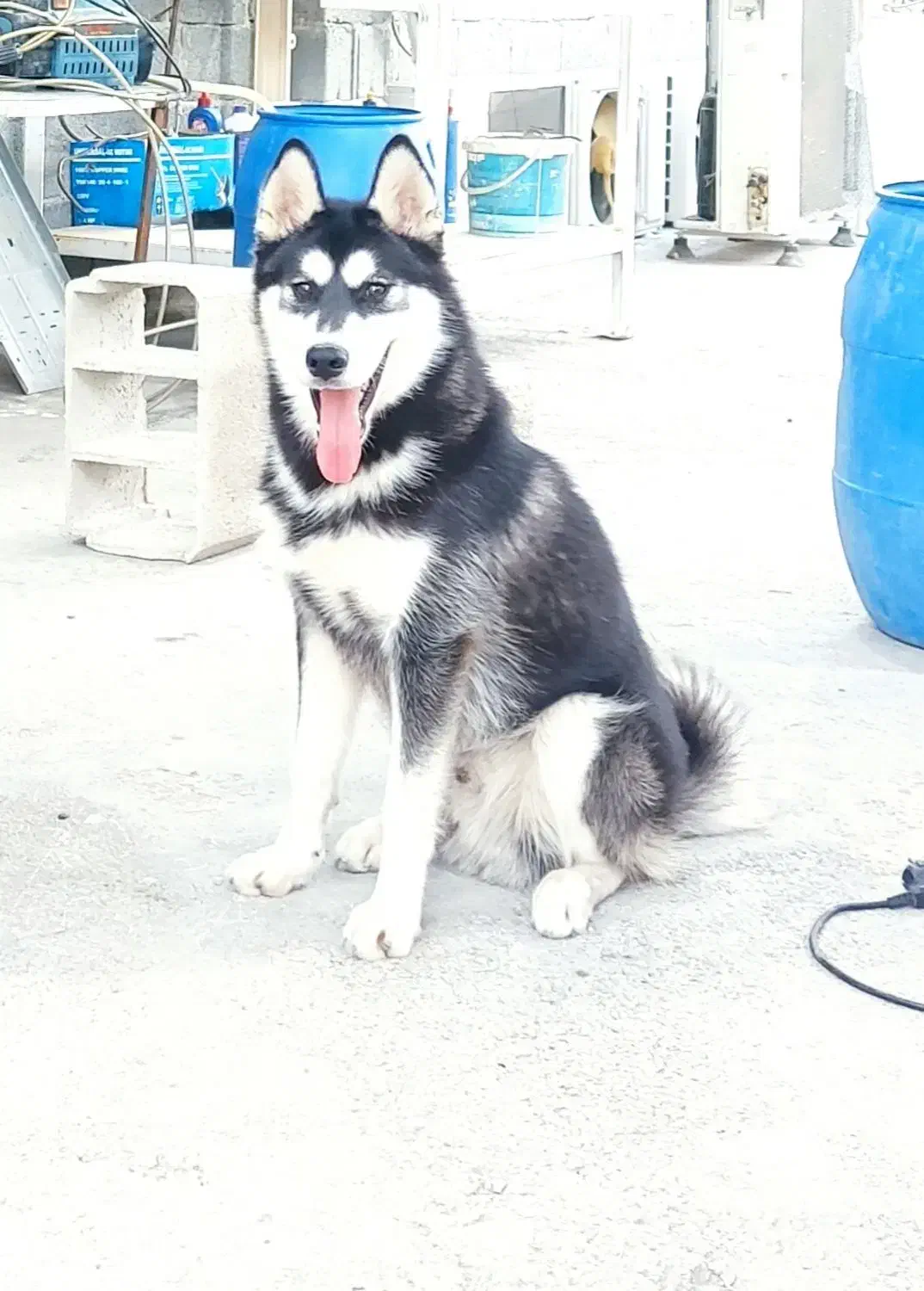 سگ هاسکی|سگ|صدرا-فارس, فاز ۱|دیوار