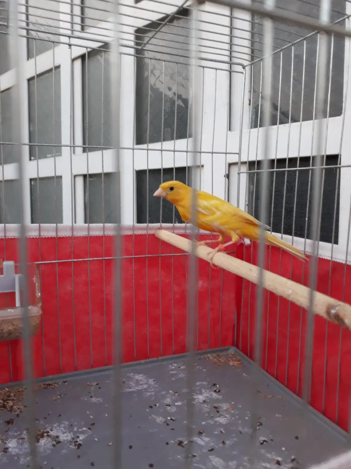 قناری زرد|پرنده|بهبهان, |دیوار