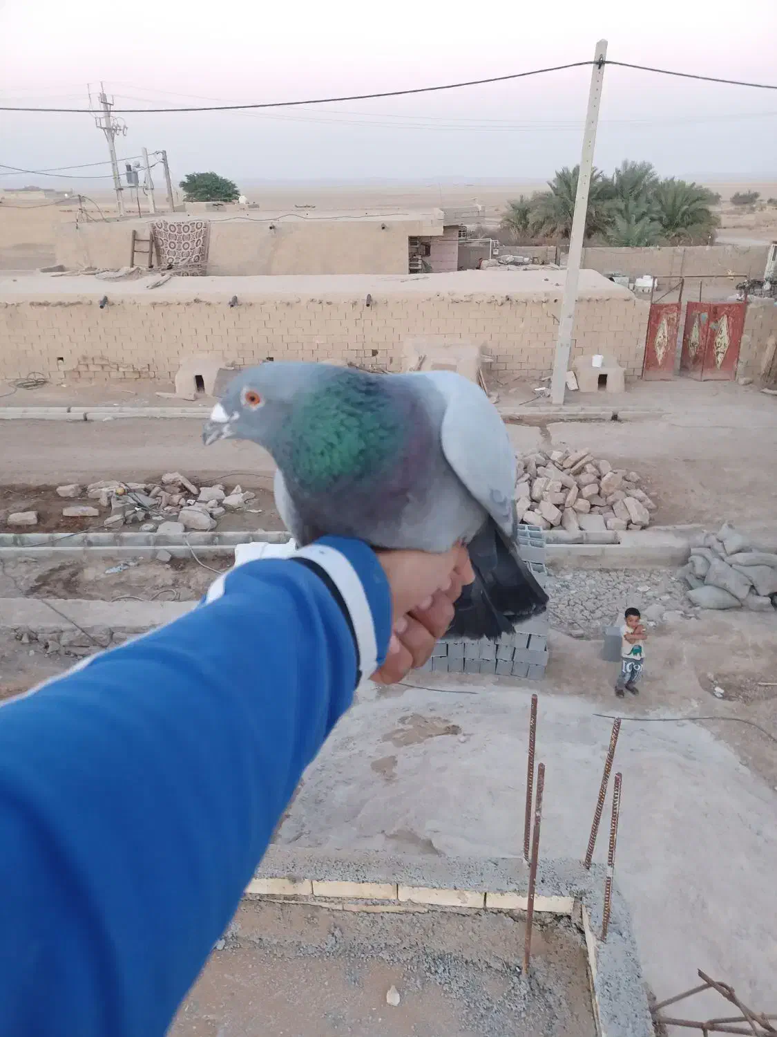 کبوتر پلاکی|پرنده|رامشیر, |دیوار