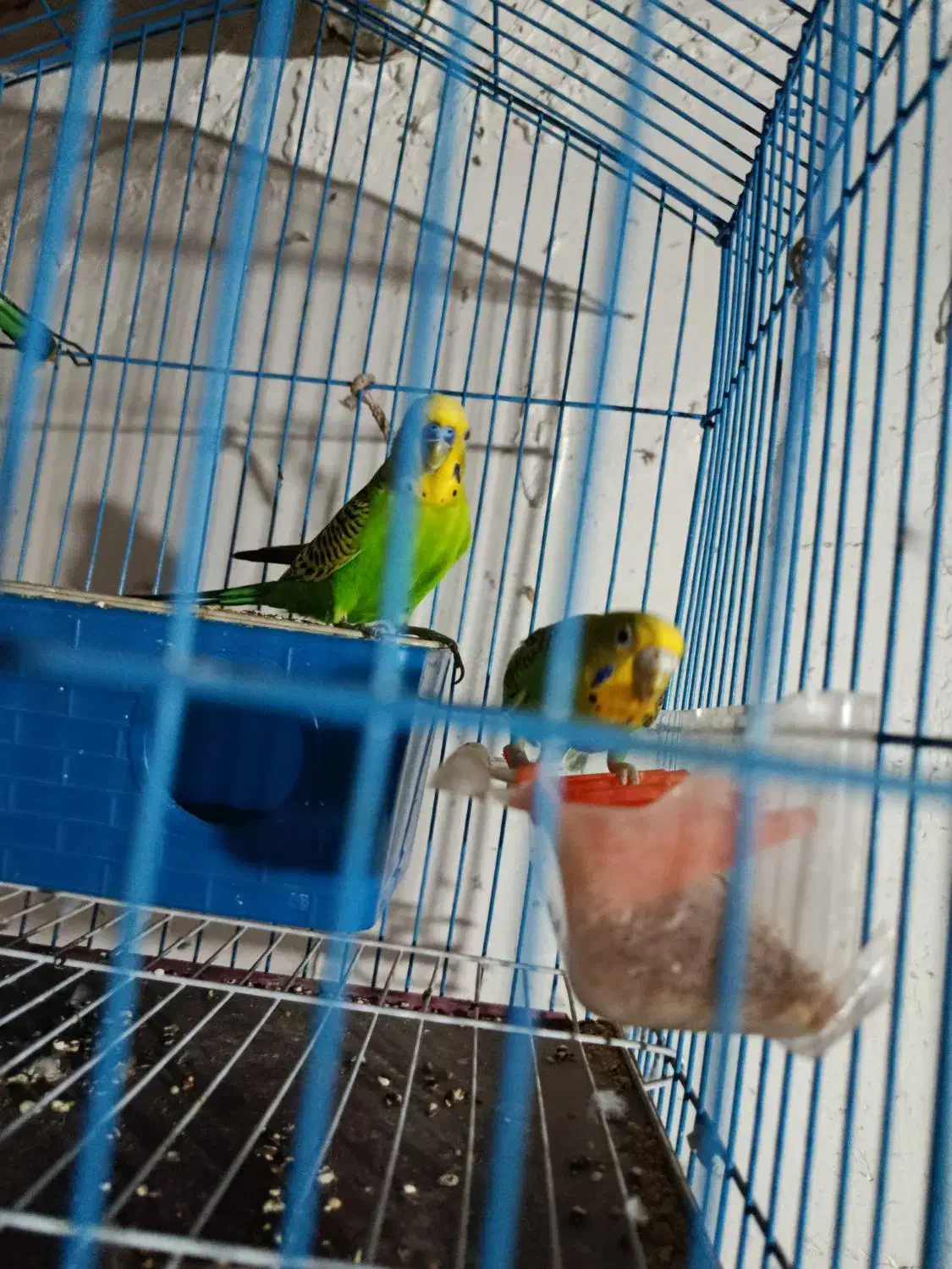 مرغ عشق|پرنده|شوشتر, |دیوار