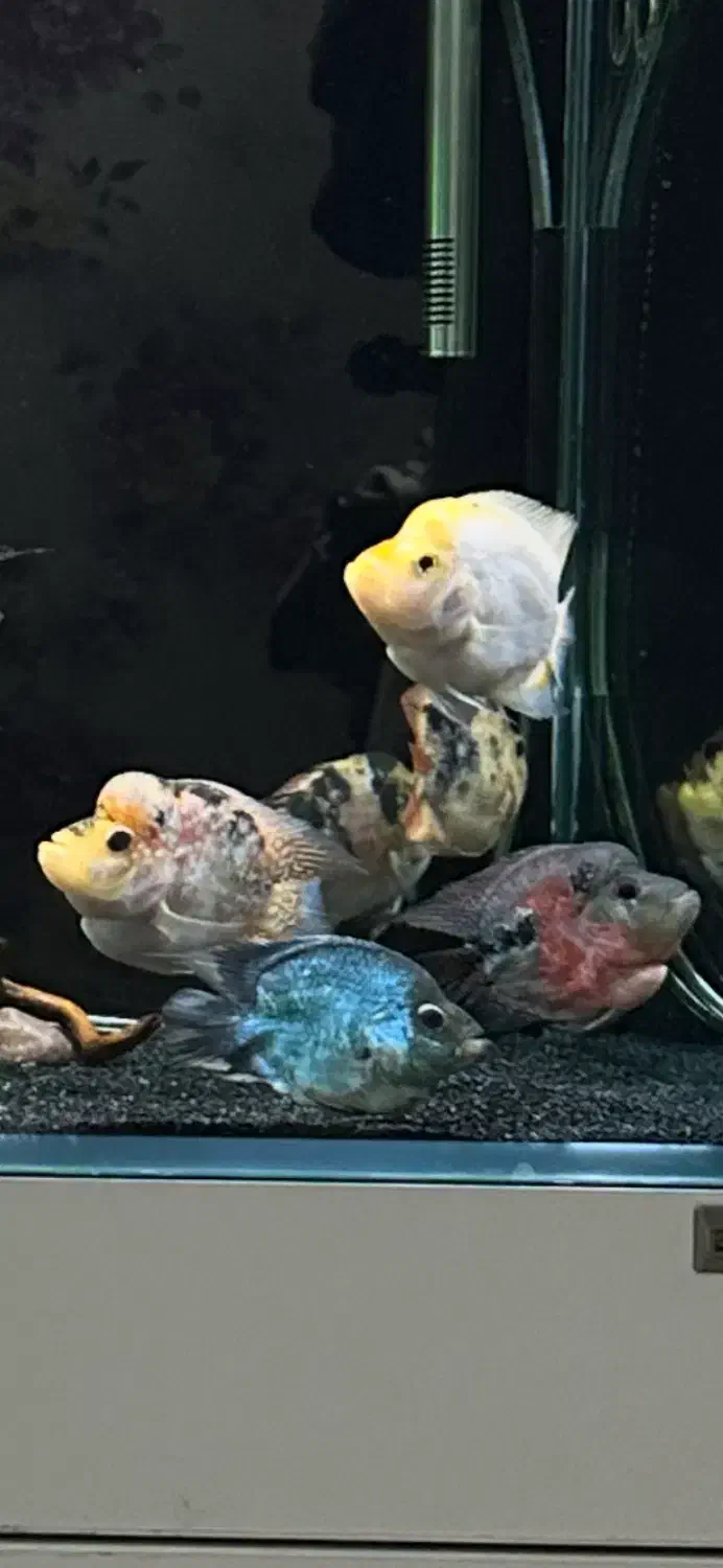 ماهی فلاور کوتوله (باکس)|ماهی|تهران, ابوذر|دیوار