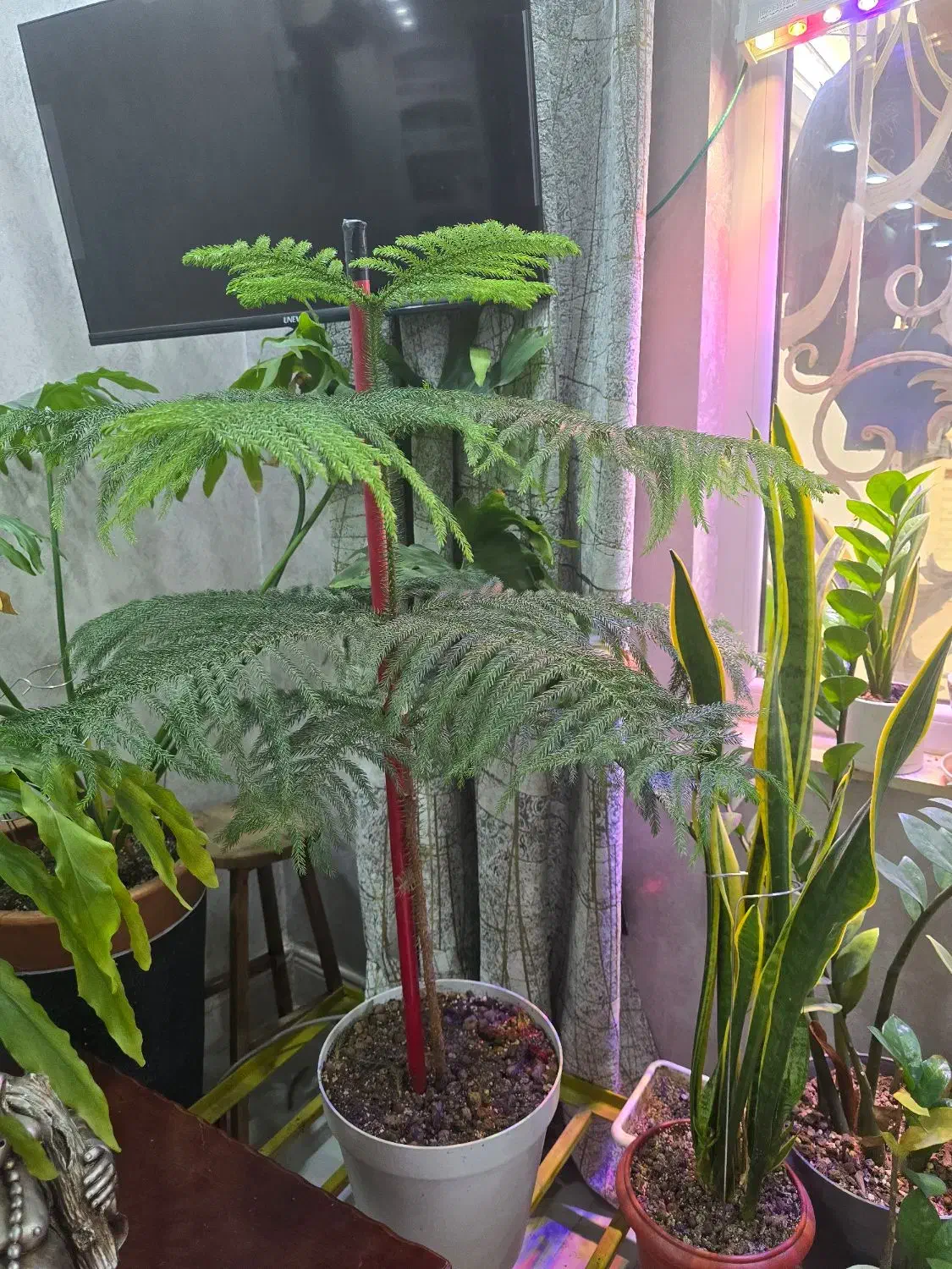 درخت مطبخ طبیعی|گل و گیاه طبیعی|بندر ماهشهر, |دیوار