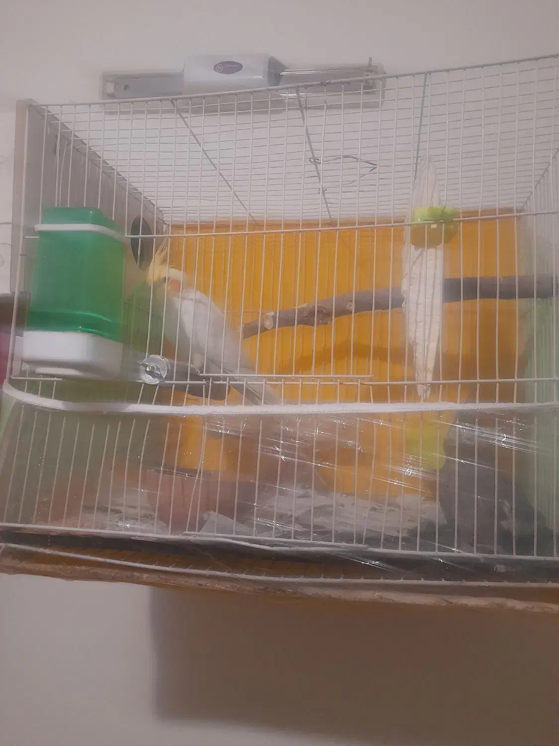 ۳ عدد عروس لوتنیو هلندی دو تا نر یک ماده|پرنده|گلبهار, شهر جدید گلبهار|دیوار