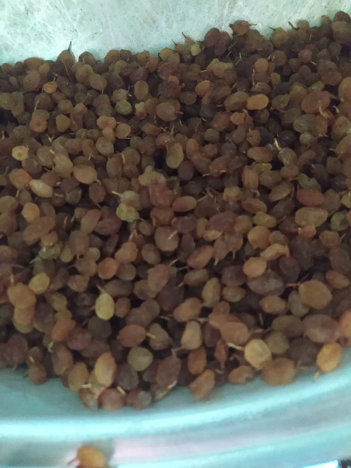 کشمش معمولی و ارگانیگ|خوردنی و آشامیدنی|شیروان (خراسان), |دیوار