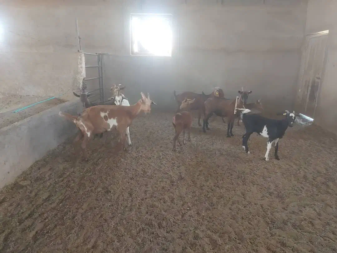 بز و گیسه|حیوانات مزرعه|کشکوئیه, |دیوار