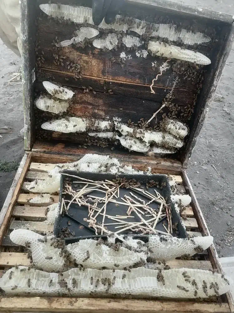 عسل گون|خوردنی و آشامیدنی|میمند, |دیوار