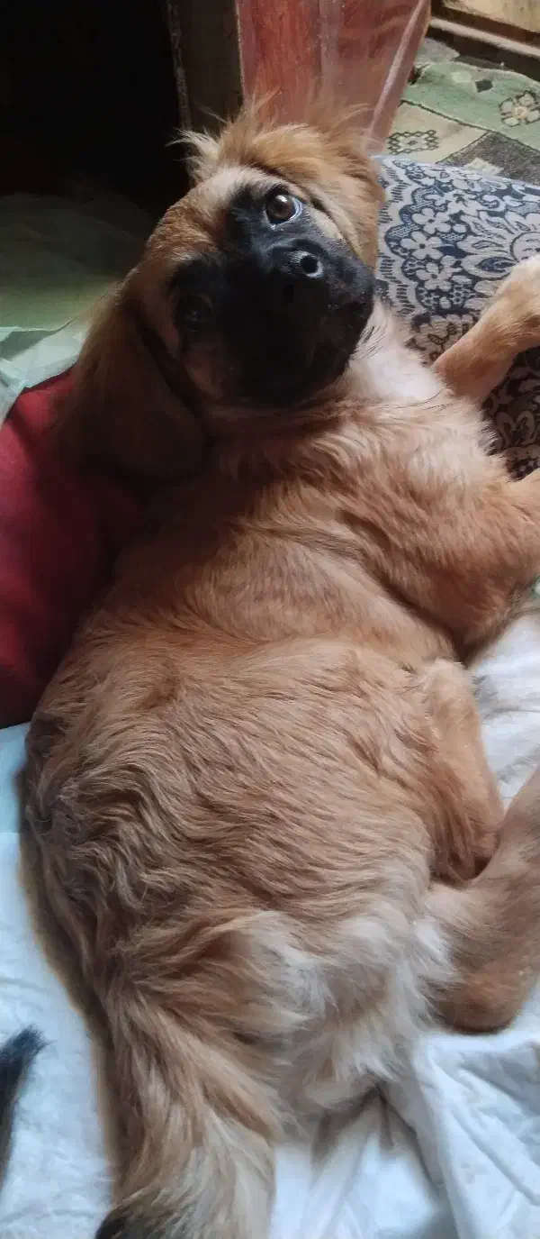 سگ شیتزو اصل|سگ|اردبیل, |دیوار