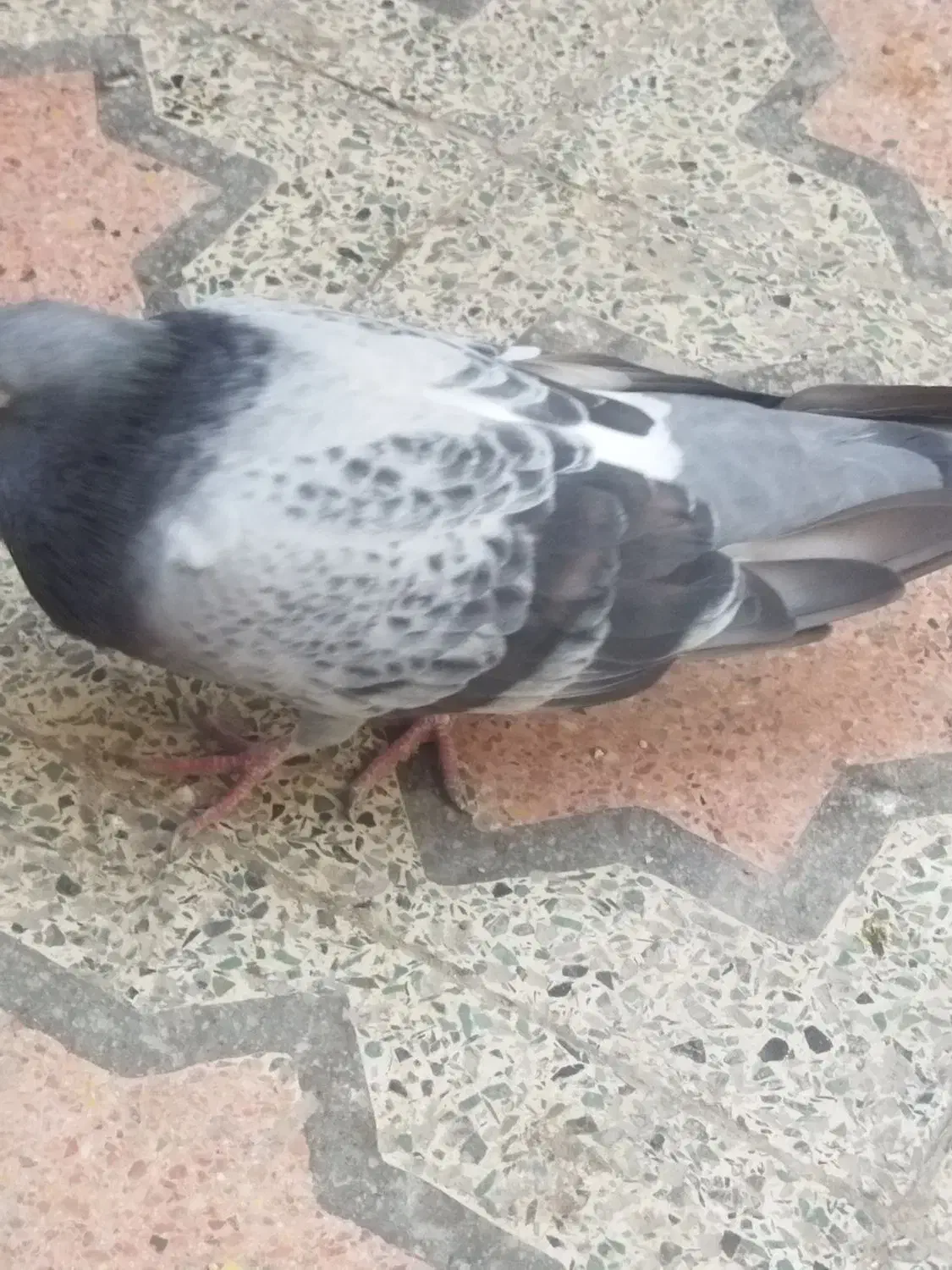 پلاکی ماده مست|پرنده|بندرعباس, |دیوار