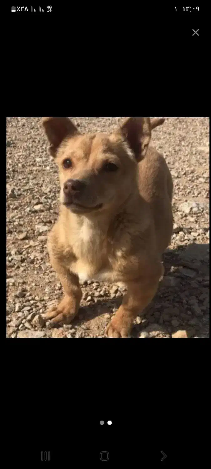 گمشده|حیوانات|نیشابور, دارایی|دیوار