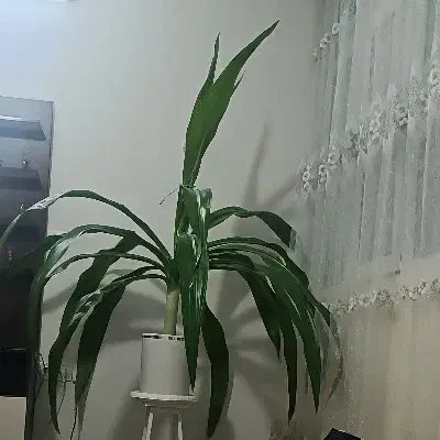 گل سوسن عنکبوتی|گل و گیاه طبیعی|کرج, مصباح|دیوار