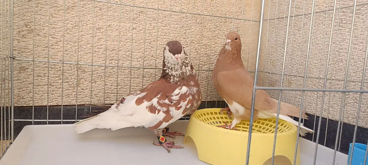 شهری چپ سرور|پرنده|صدرا-فارس, فاز ۱|دیوار