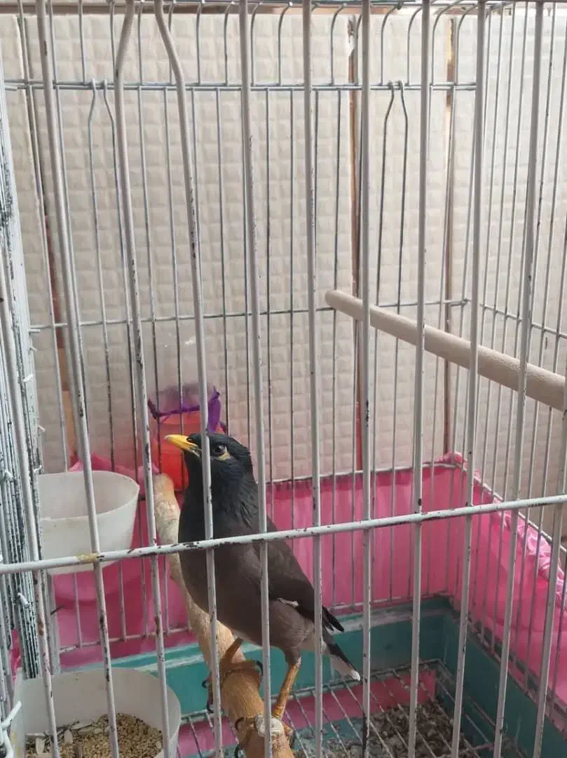 مرغ مینا|پرنده|مرودشت, ابوذر شمالی‎|دیوار