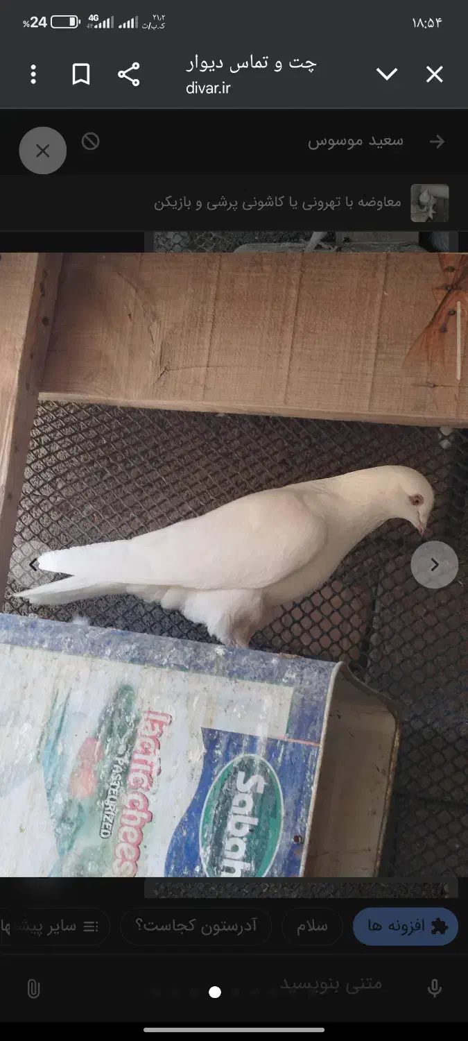 15عدد کفتر همه پرشی ساعتی اینا عکس 5تاشونه|پرنده|خانمیرزا, |دیوار