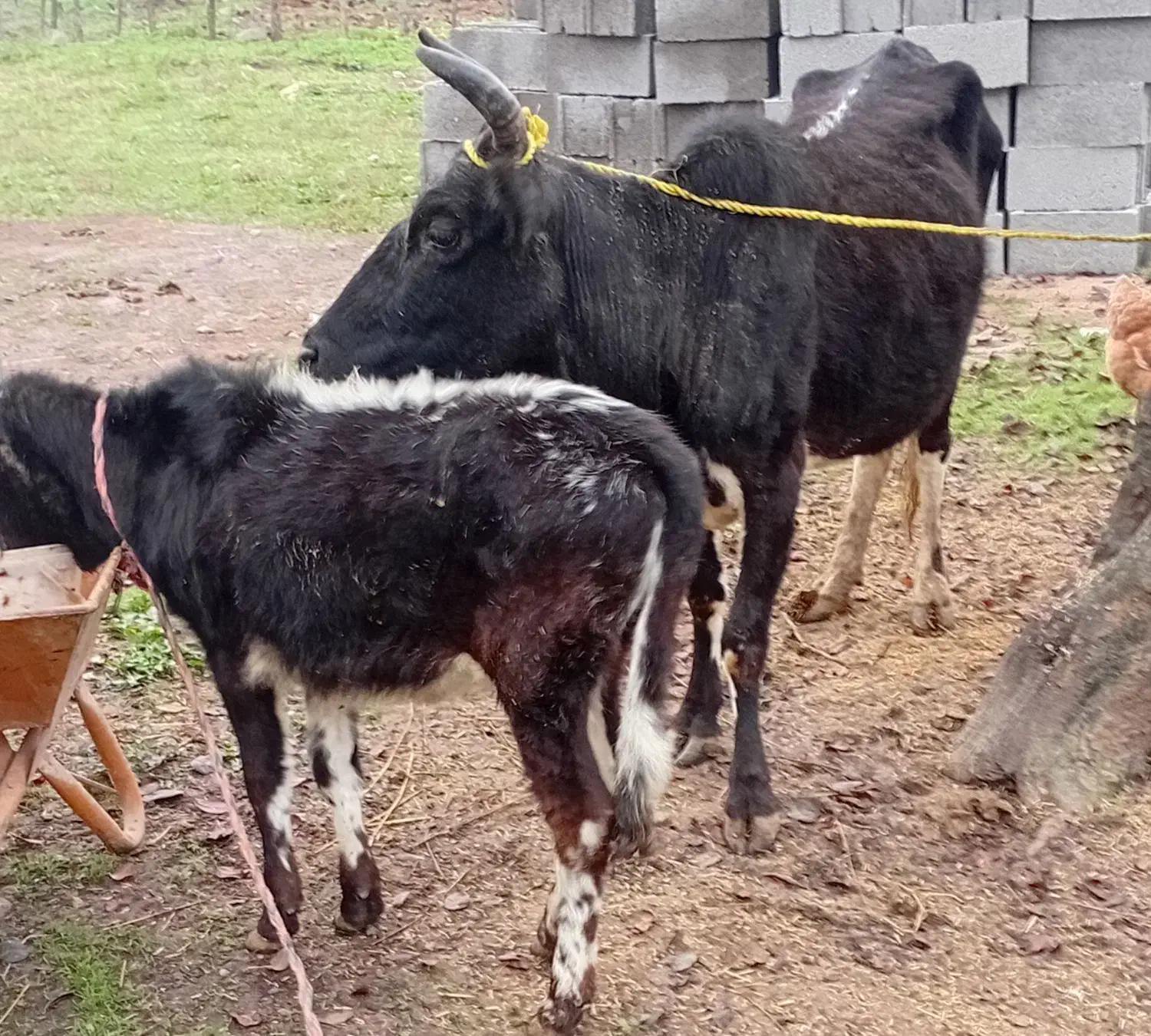 گاو گوساله ماده|حیوانات مزرعه|رشت, حافظ آباد|دیوار