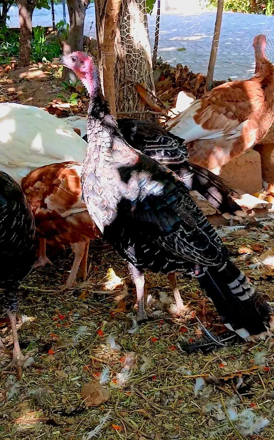 بوقلمون محلی بوربون برنز سفید|حیوانات مزرعه|سرچهان, |دیوار