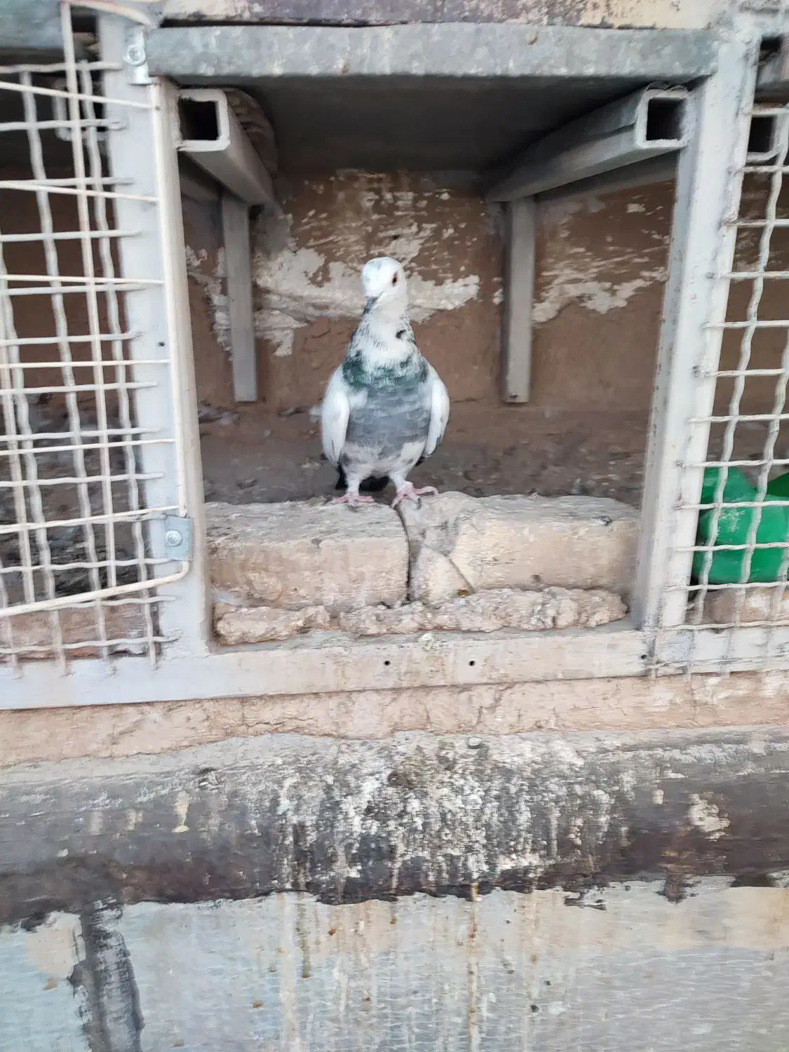 کبوتر تیدی و چاپی ماده|پرنده|شیراز, آبیاری|دیوار