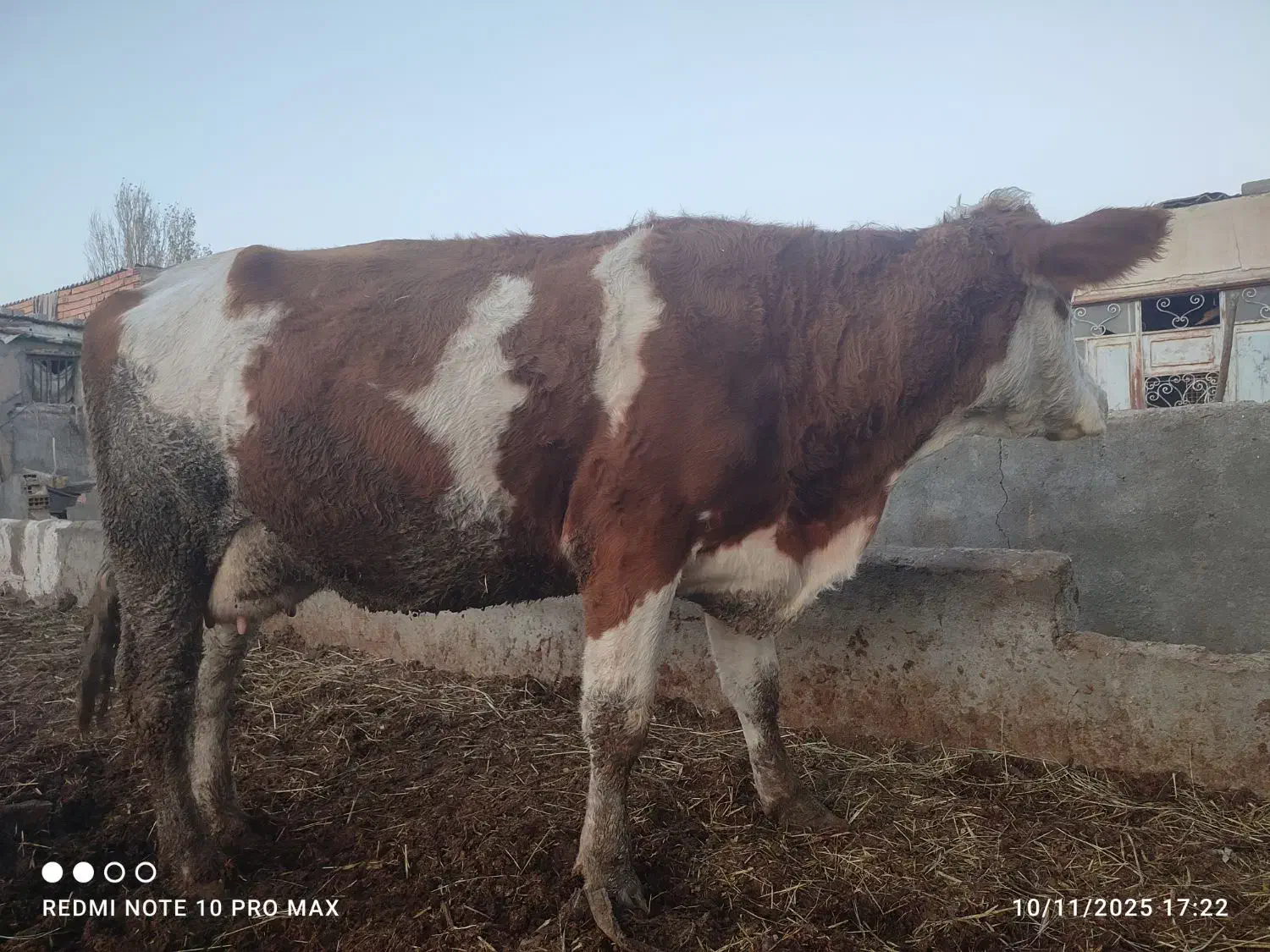 گاو سیمنتال شکم دوم|حیوانات مزرعه|هشترود, |دیوار