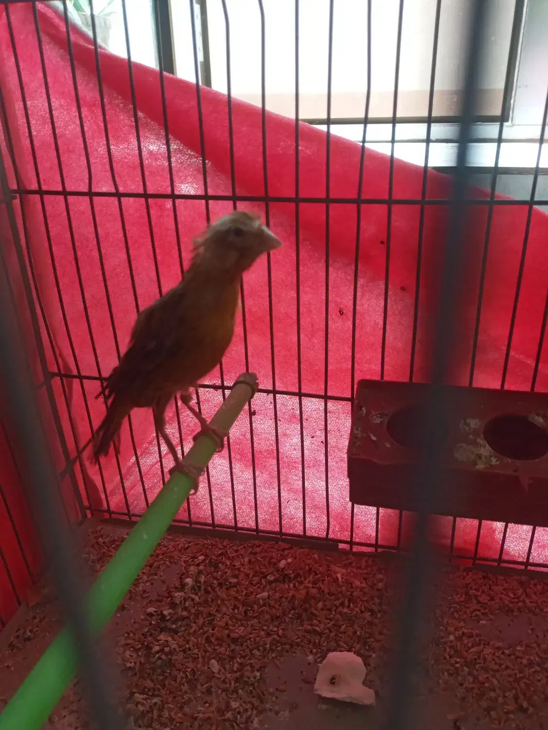 قناری ماده|پرنده|مبارکه, |دیوار