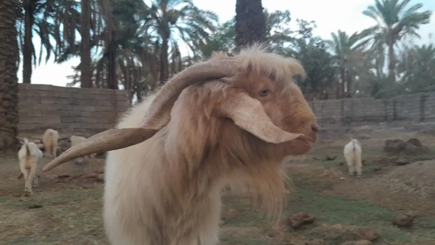 فروش یک راس بز نر|حیوانات مزرعه|ارزوئیه, |دیوار